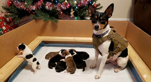 The Immaculate Confection